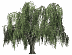 Beloved Willow Tree